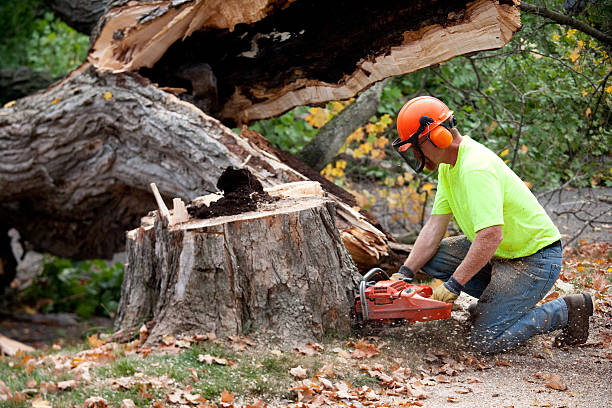 Best Tree Risk Assessment  in Tice, FL