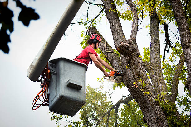 Tree and Shrub Care in Tice, FL